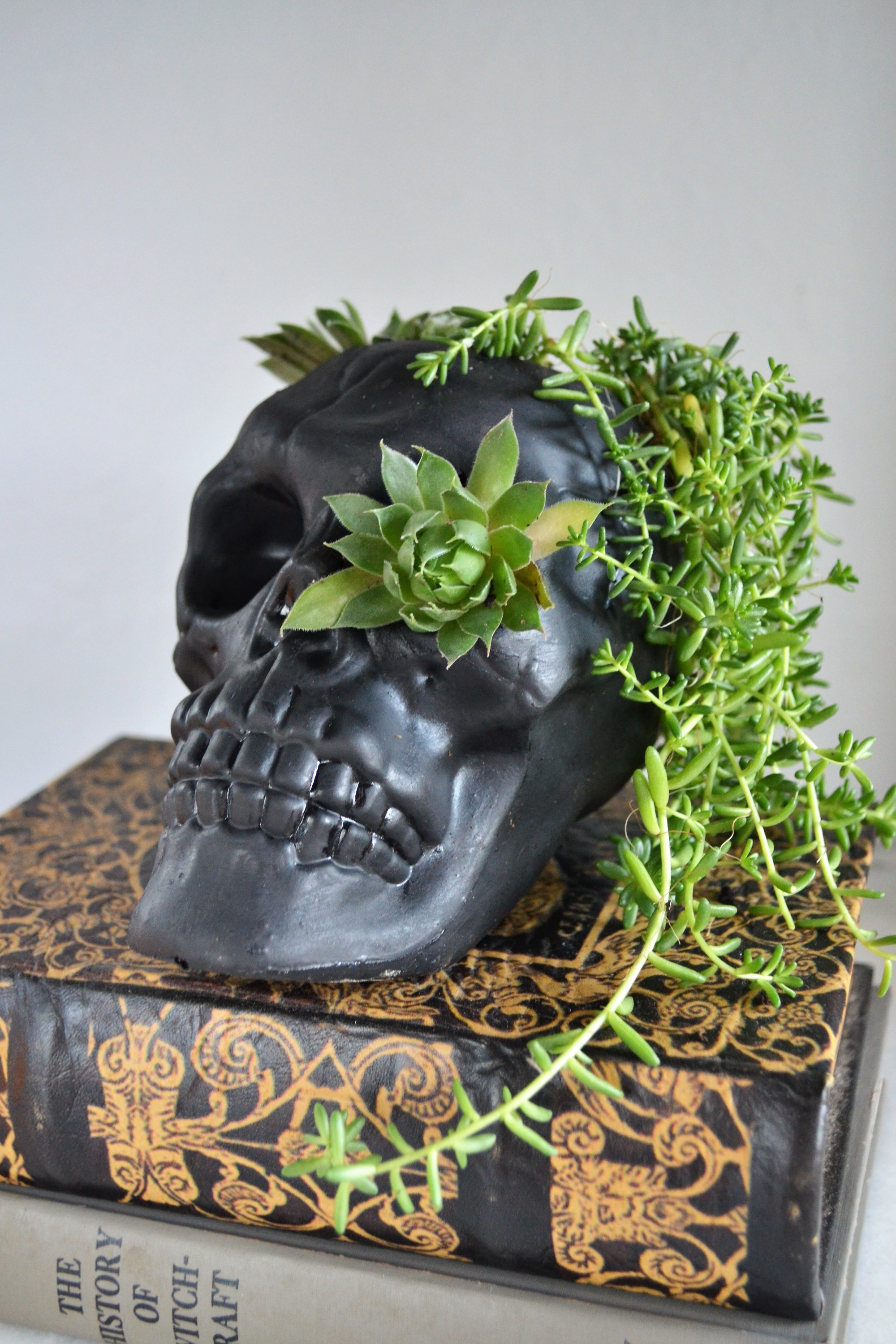 DIY Skull Succulent Planter